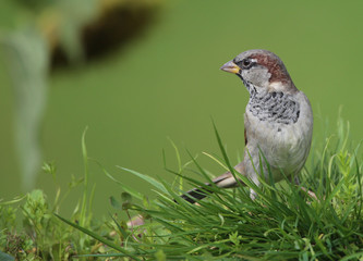 Moineau domestique à la recherche de nourriture!