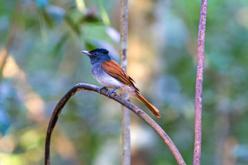 Beautiful Bird (Asian Paradise-Flycatcher)  on branch in Doi inthanon Chiangmai. Thailand