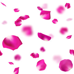 バラ　花びら　舞い散る　ピンク