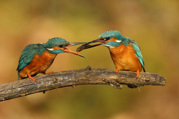 Martin-pêcheur au nourrissage!