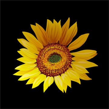 Hand drawn sunflower isolated on black background.