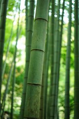 お寺の竹林