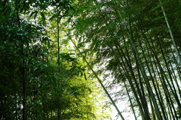 Fototapeta premium お寺の竹林
