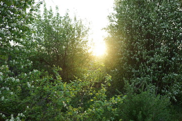 the sun through the trees