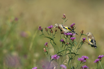 Chardonneret &agrave; la recherche de nourriture!