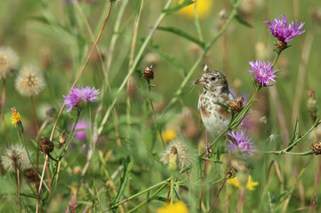 Chardonneret juvénile dans son milieu naturel!