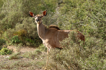 Antelopes (Impala) in the Kruger National Park, South Africa