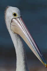 Pelican Close-Up