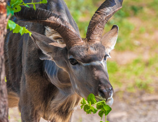 Male greater Kudu, Khama Rhino Sanctuary, Serowe, Botswana