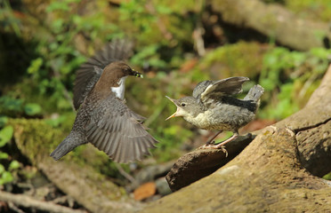 Cincle au nourrissage!