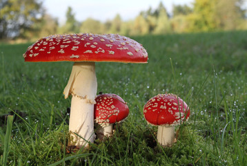 Champignons tue mouche!prudence!