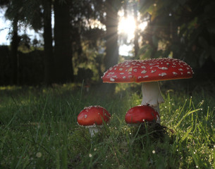 Champignons amanite tue mouche!attention!