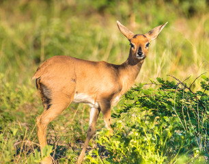 Female Steenbok (steinbuck, steinbok), Khama Rhino Sanctuary, Serowe, Botswana