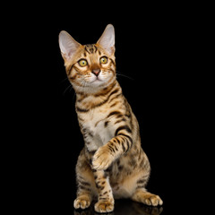Fototapeta na wymiar Playful Bengal Kitten with gold Fur Sitting on isolated on Black Background with reflection, front view