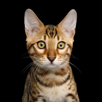 Close up portrait of Bengal Kitten with gold Fur on isolated on Black Background, front view