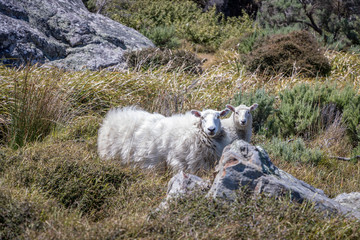 Two Sheep, One Sheared, One Very Woolly, Escaped Livestock, New Zealand