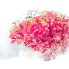 Beautiful blossom orchids.