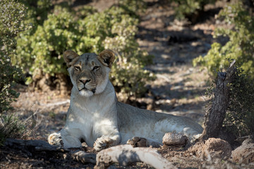 Tired lion in the Kruger National Park, South Africa
