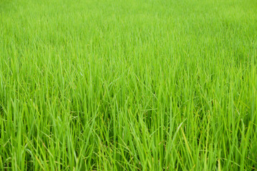 Obraz premium jasmine rice field background.Paddy field with sunrise in thailand