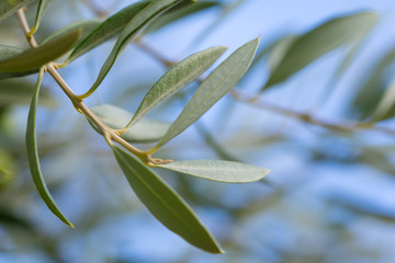olive tree