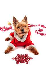 Yorkshire Terrier dressed as Santa Claus on a light background
