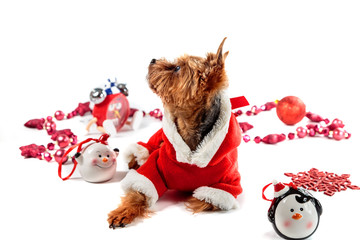 Yorkshire Terrier dressed as Santa Claus on a light background