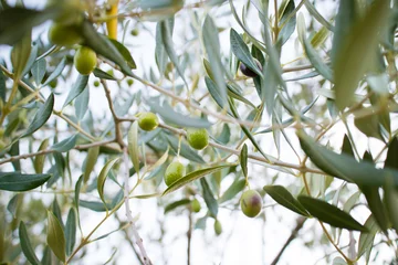 Papier Peint photo Lavable Olivier olive tree