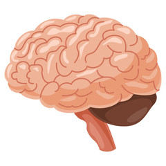 Brain Vector Illustration