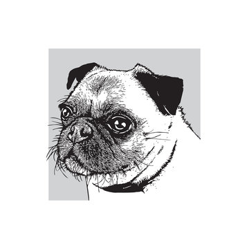 Portrait of a dog of pug breed. Face of a cute pet. Black and white drawing, vector illustration in engraving style.