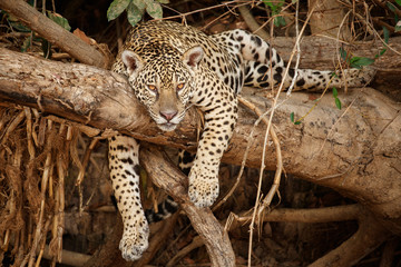 American jaguar female in the nature habitat, panthera onca, wild brasil, brasilian wildlife,...