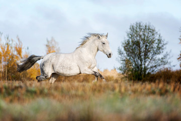 Obraz na płótnie Canvas Beautiful horse running on the meadow.