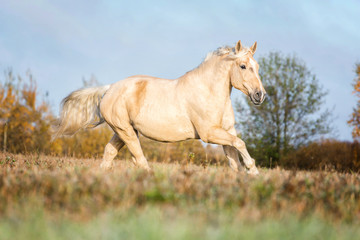 Naklejka na ściany i meble Palomino horse running on the meadow.