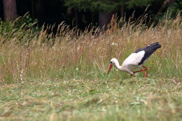 white stork
