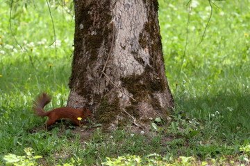 bialowieza