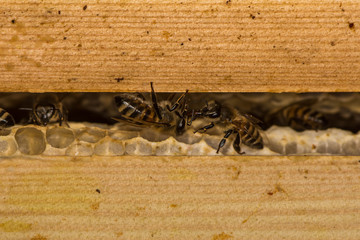 Honey bees (Apis mellifera) on honey comb in hive. Insects in the family Apidae greeting one another while on cells within their nest