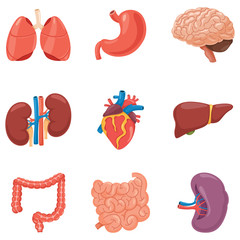 Human Organs Vector Illustration
