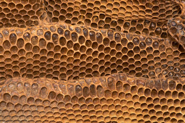 Detail of honey comb with honey bee (Apis mellifera) nest. Hexagonal structure within bee hive of European bee in the family Apidae