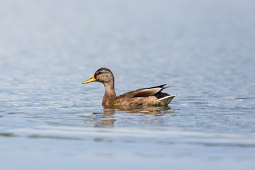 natural young mallard duck (anas platyrhynchos) swimming