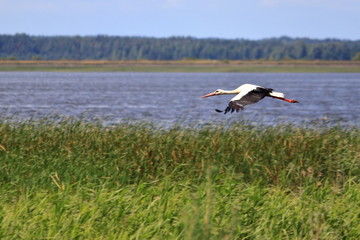 white stork