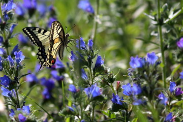 swallowtail