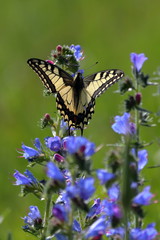 swallowtail