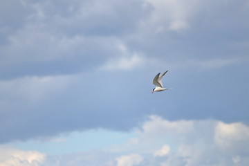 common tern