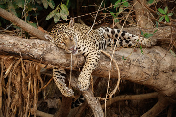Amerikanische Jaguarfrau im Naturlebensraum, Panthera onca, wildes Brasilien, brasilianische wild lebende Tiere, Pantanal, grüner Dschungel, große Katzen