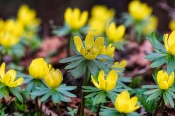 Aconites