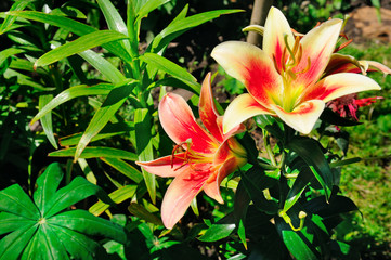 lily flowers in the summer garden