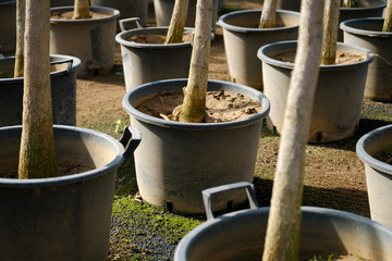 trees in tree nursery garden