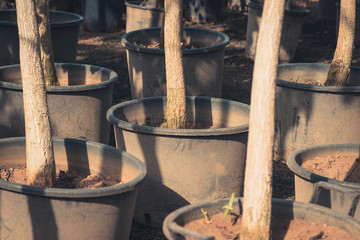 many trees in tree nursery garden