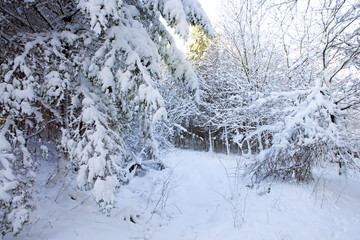 Fototapeta na wymiar Trees with snow ,Christmas background.