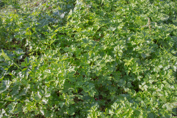 Growing flat or Georgian parsley in the garden: beautiful lush green leaves of the aromatic herb