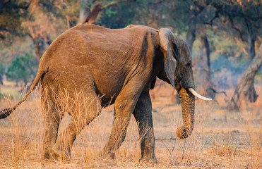 Obraz na płótnie Canvas Elefanten in der Savanne vom in Simbabwe, Südafrika 